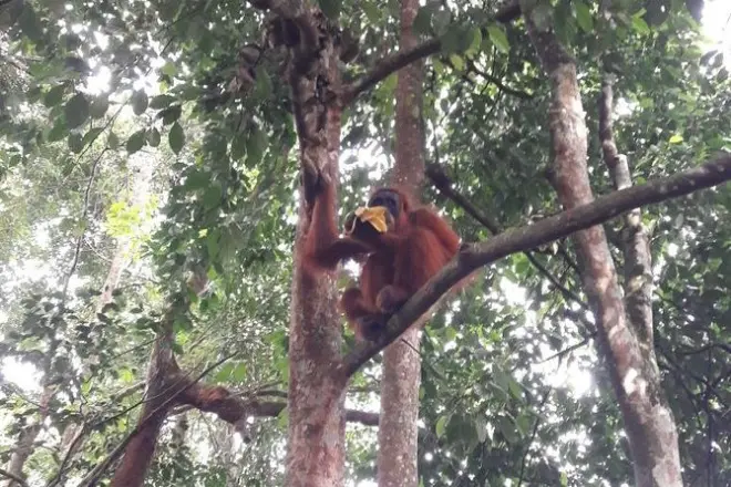 Bukit Lawang orangutan trek from Medan: Full-day guided tour