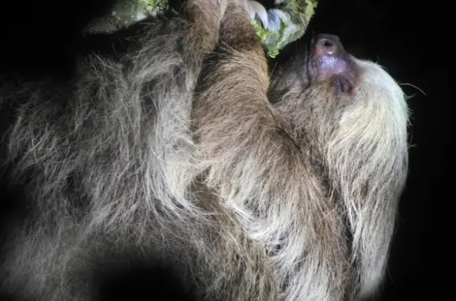 Monteverde Night Tour: Wildlife with Guide & Spotting Scope