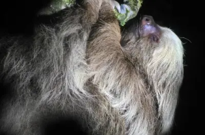 Monteverde nocturno: Fauna con guía y telescopio para avistar