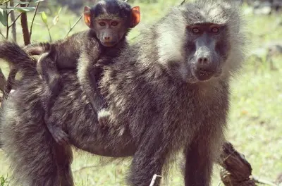 Safari privé d'une journée complète dans le parc national d'Arusha depuis Moshi