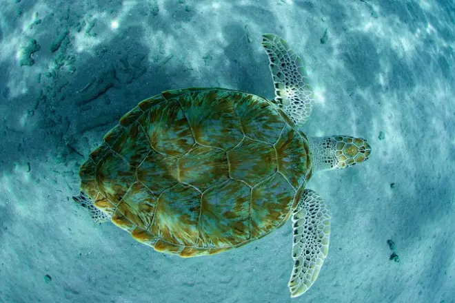 Schnorcheln in Blue Bay, Curaçao: Riff-Grundlagen mit Guide