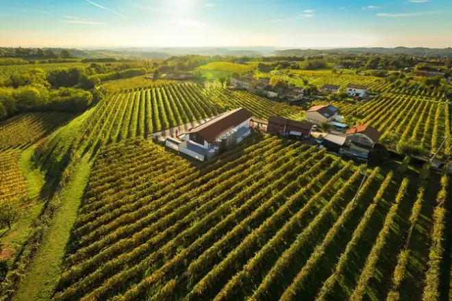 Degustación de prosecco superiore en Conegliano Valdobbiadene
