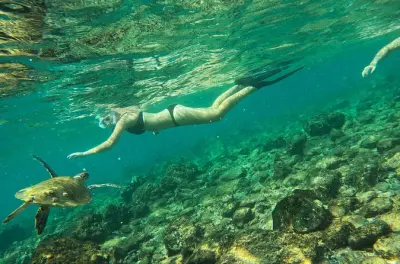 Snorkel en Fujairah: Encuentra tortugas y peces de arrecife