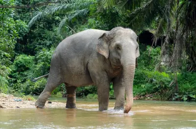 Khao Lak Elephant Sanctuary & River Tubing: 4 hours, no riding