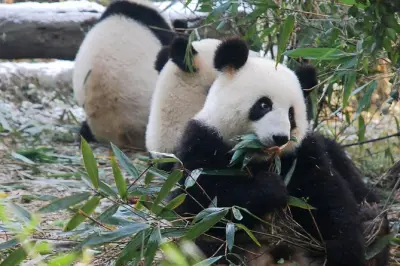 Giant Panda und Leshan Buddha ab Chengdu: Kleine Gruppe
