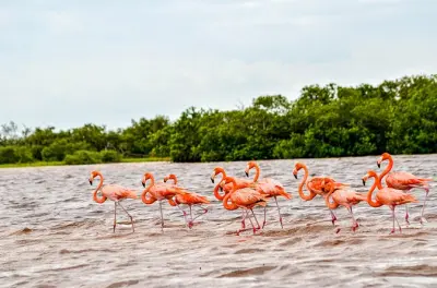 Río Lagartos Flamingo-Bootstour: 2 Stunden Biosphärenreservat