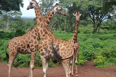 Feed giraffes at the nairobi giraffe centre, spot rhinos on a private safari in nairobi park, and enjoy hotel pickup in a custom pop-up roof vehicle with expert guide.