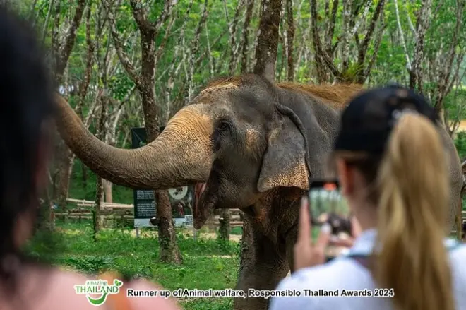 Khao Lak Elephant Sanctuary: Responsible observation and tapping