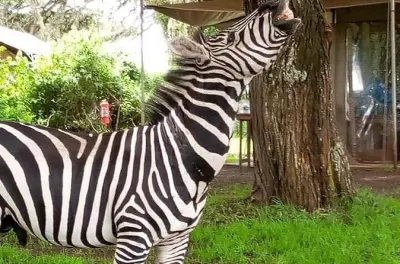 2-Tage-Safari: Tarangire und Ngorongoro-Krater ab Arusha