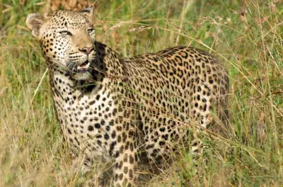 Kruger-Nationalpark Safari: Big-Five-Wildtiere an einem Tag