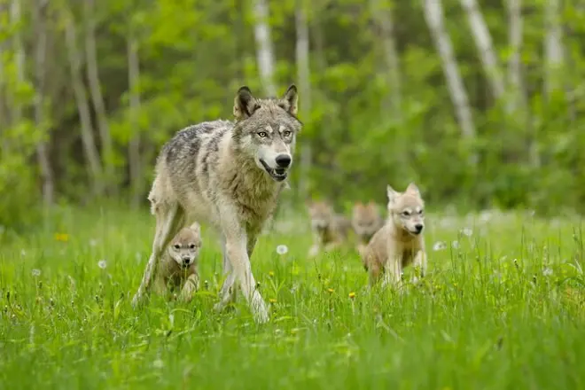 2-Day Yellowstone & Grand Teton Wildlife Tour from Jackson