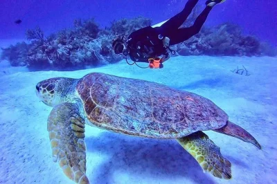 Mahahual, barriera corallina: due immersioni in barca con attrezzatura subacquea inclusa. gruppi piccoli, pausa sulla spiaggia e orari flessibili per immergersi senza stress.