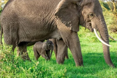Vivi un safari di 4 giorni nel serengeti e nel cratere di ngorongoro in tanzania. ammira elefanti, leoni, la cultura maasai e dormi sotto le stelle. prenota ora la tua avventura.