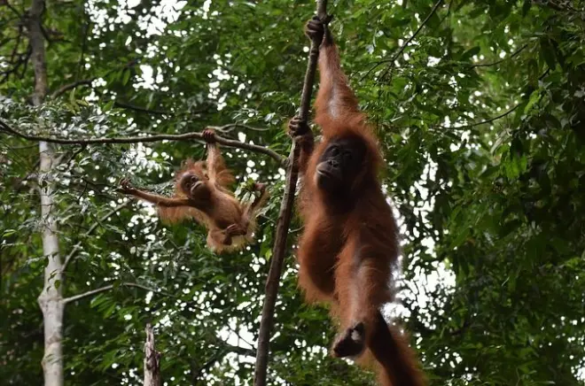 2-day Bukit Lawang jungle rafting with orangutan trekking