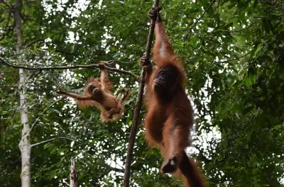 2-day Bukit Lawang jungle rafting with orangutan trekking