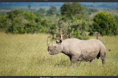 Ol Pejeta Conservancy día completo: Rinocerontes blancos del norte