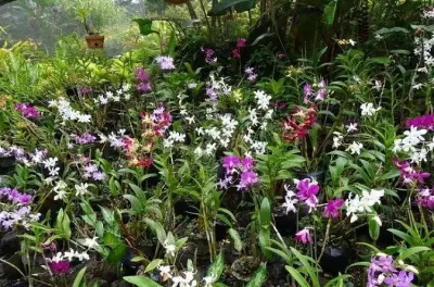 Private Tour ab Nadi: Heiße Quellen, Schlammbad und Giant Garden