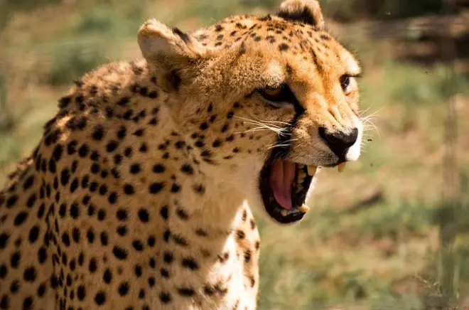 Tour faune sauvage N/a'an ku sê : Carnivores et conservation