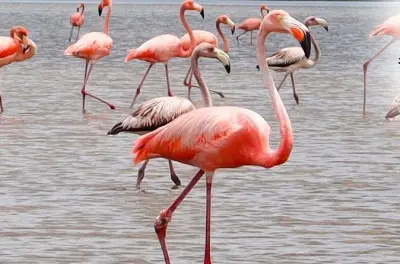 Perico cultural tour with Wayuu communities and flamingo lagoon