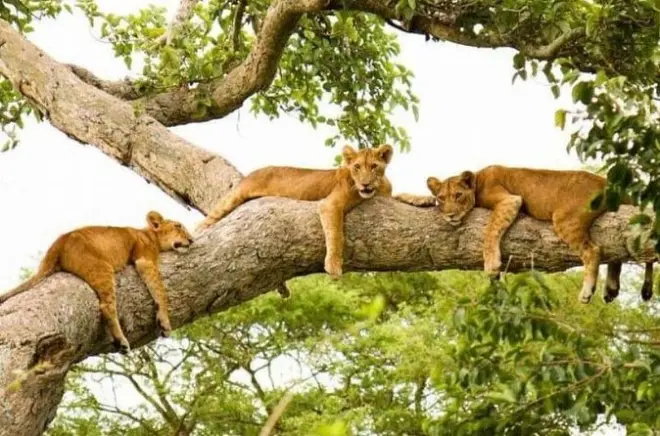 Queen Elizabeth Safari 3-Day: Game Drives & Kazinga Boat