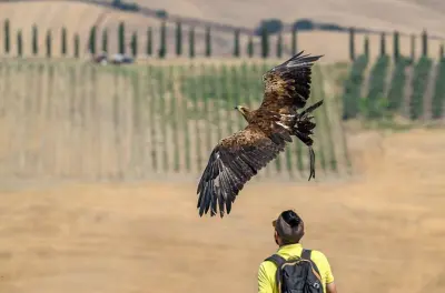 Falconry experience in Tuscany: Harris's buzzard on the glove