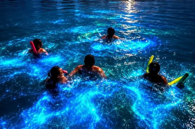 Passeio noturno em Tobago para ver plâncton bioluminescente de barco