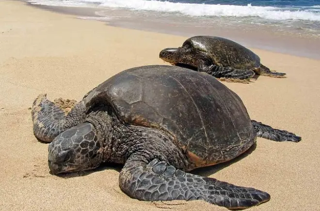 Tour Sukamade Turtle Beach: Caccia notturna e rilascio dei nidi