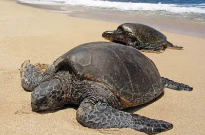 Sukamade Turtle Beach Tour: Night Hunt & Hatchery Release