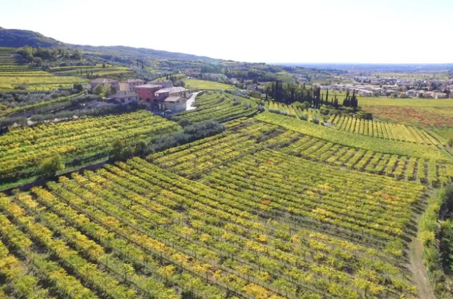 Dégustation d'amarone à Vérone : Rencontrez la famille Vogadori