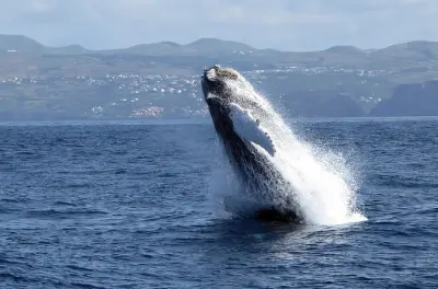 Avvistamento balene e delfini a Terceira con il 98% di successo