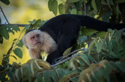 Bootssafari im Palo Verde Nationalpark und Töpferkurs