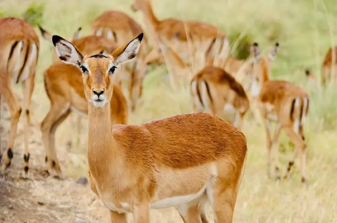 Safari no Parque Shirvan com gazelas, aves e almoço incluso