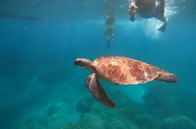 Snorkeling Nusa Penida: Manta Bay, Gamat Bay, Crystal Bay