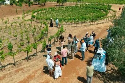 Ostuni DOC: Tour y cata de vinos con paseo por los viñedos