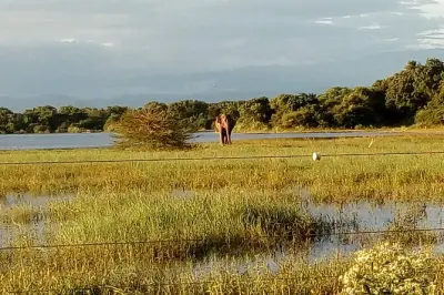 Safari em Udawalawe e Yala saindo de Galle: Elefantes e dois parques