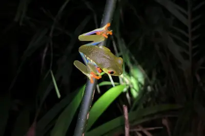 Escursione notturna nella giungla di Tortuguero con guida