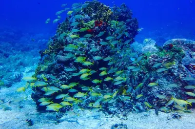 Certification plongeur PADI en 2 jours : Isla Mujeres