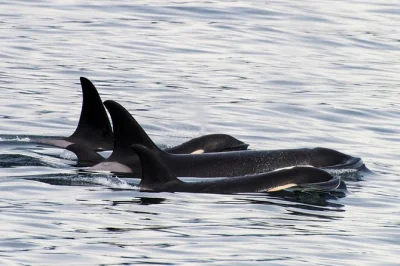 Erlebe orcas hautnah auf einer seward-tour durch die kenai fjords, begleitet von einheimischen, die wale in echtzeit orten. inklusive erklärungen, ferngläsern und warmen getränken.