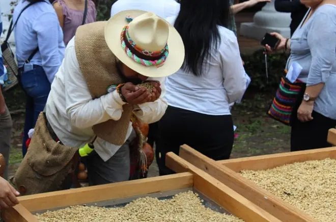 Tour de café em Coatepec: Plantação e Café Bola de Oro