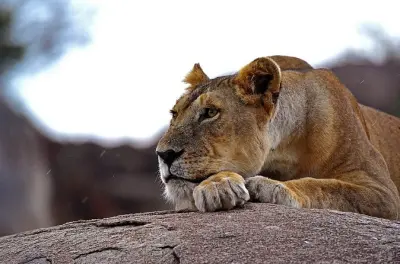 6-tägige Serengeti- und Ngorongoro-Safari ab Arusha: Große Migration