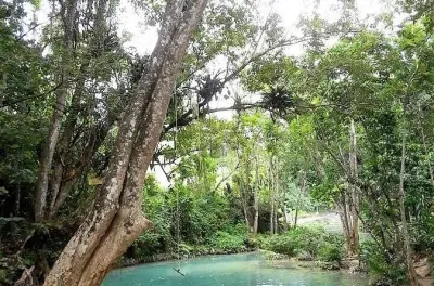 Dunn's River Falls & Blue Hole: 180 Meter Aufstieg & Naturpools