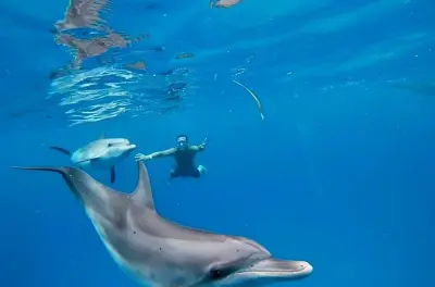 Snorkeling à Bimini : Bateau privé, épave militaire, votre rythme
