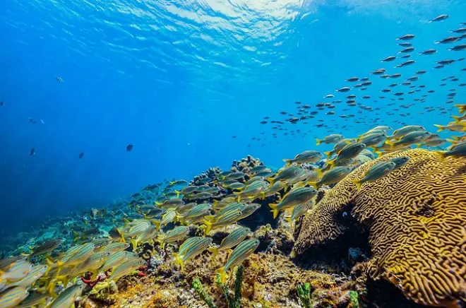 Snorkel en Soufriere: Arrecife de Anse Chastanet