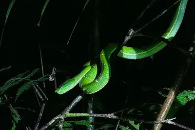 Paseo nocturno en Monteverde: Animales e insectos nocturnos