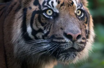 Pench National Park 3-day tour from Nagpur: Jungle safari