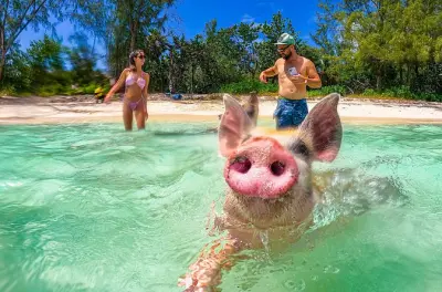 Pig Beach nassau : Baignade avec les cochons pendant 40 minutes