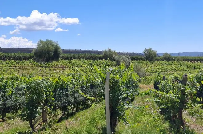 Wine blending class in Mendoza: Make your own blend