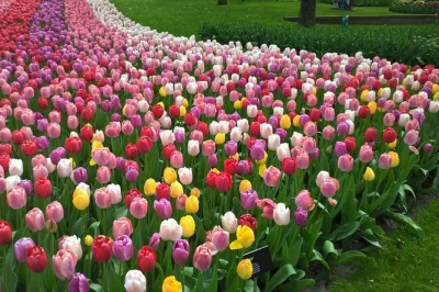 Scopri i giardini di tulipani di keukenhof, assaggia formaggi olandesi a zaanse schans e visita un mulino a vento funzionante, tutto con guida locale e ingresso salta fila.