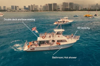 Schwimme mit grünen meeresschildkröten im turtle canyon, entdecke waikikis bunte riffe beim schnorcheln, halte ausschau nach delfinen oder walen und entspanne an bord – ausrüstung und snacks inkl