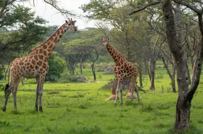 Safari al lago Mburo 2 giorni da Kampala con safari serale incluso